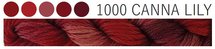 Canna Lily CGT 1000