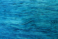 Cerulean GA 0294