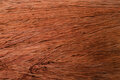 Chestnut GA 7106