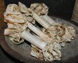 Aged Ribbon - Fresh Egg