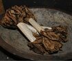 Aged Ribbon -  Twig